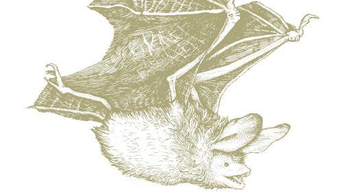 chauve-souris_justinecarregraphisme.jpg